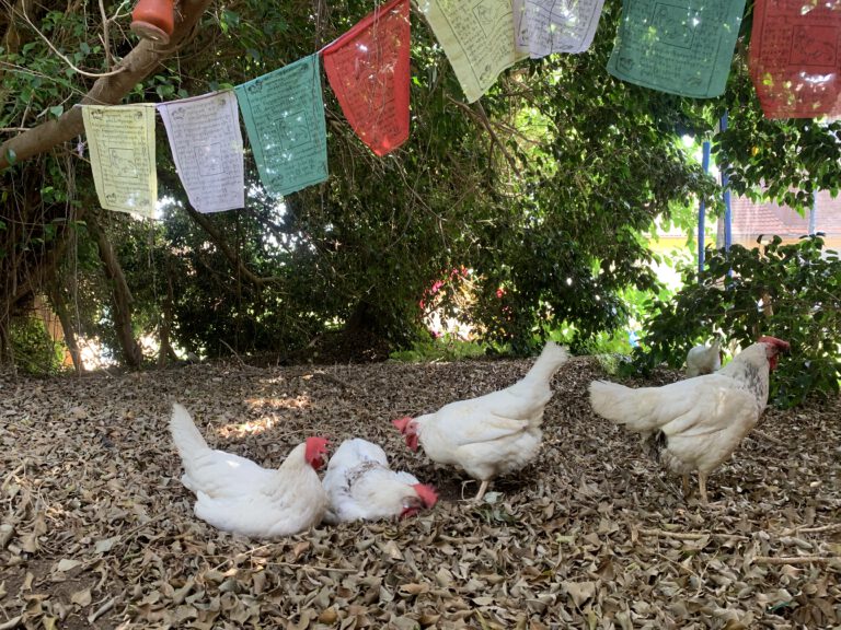 Read more about the article להיות בזמן הווה